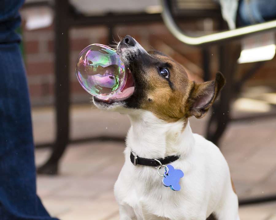 Perfectly Timed Dog's Photo